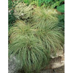CAREX comans 'Frosted...
