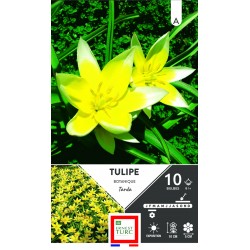 TULIPE botanique Tarda...