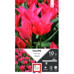 TULIPE pluriflore Toronto...