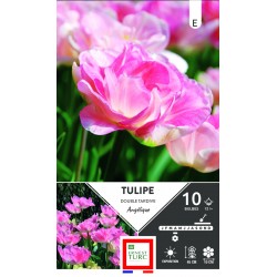TULIPE double tardive...