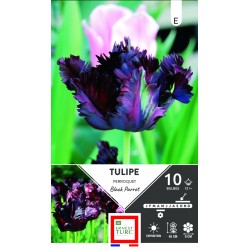 TULIPE perroquet Black...