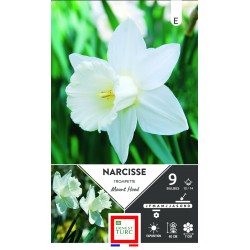 NARCISSE trompette Mount...