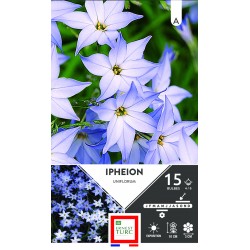 IPHEION Uniflorum Calibre...