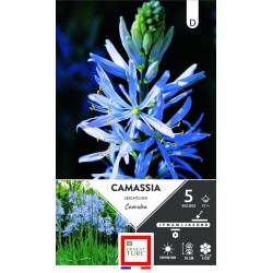 CAMASSIA leichtlinii...