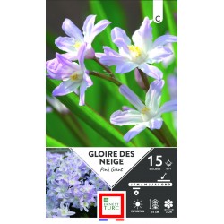 GLOIRE DES NEIGE Pink giant...