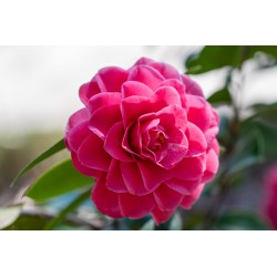 Camellia Japonica, Pot De...