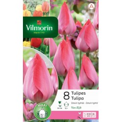 VILMORIN TULIPES X Darwin...