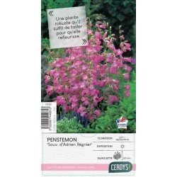 PENSTEMON 'Souvenir...
