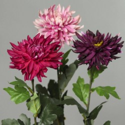 Tige Chrysantheme  Fuchsia H72