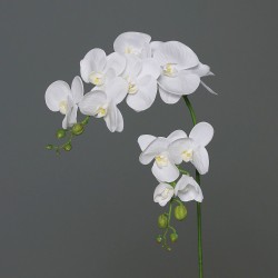 Tige Phalaenopsis  Crème H120