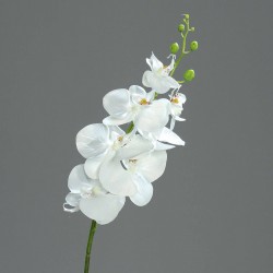 Tige Phalaenopsis 7 Fleurs...