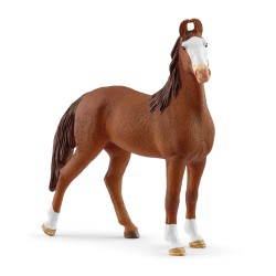 Jument Marwari Horse Club...