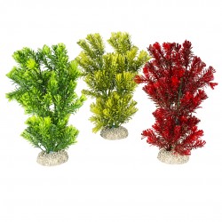 PLANTE CANADENSIS M H23...