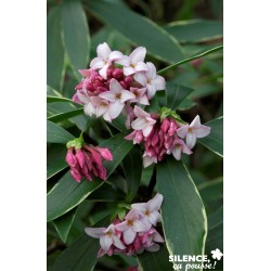 Daphne Odora Aureomarginata...