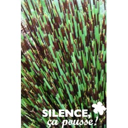 Chondropetalum Tectorum...