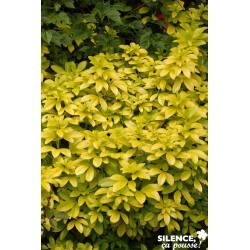 Choisya Ternata Sundance®...