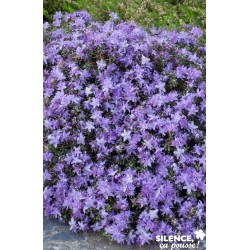 Rhododendron Nain Impeditum...