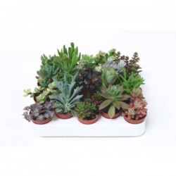 SUCCULENTE H10 P5.5