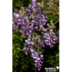 Wisteria Venusta Okayama...