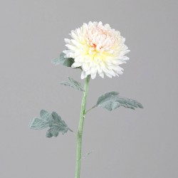 Tige Chrysanthème...