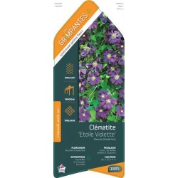 CLEMATIS 'Etoile Violette'...