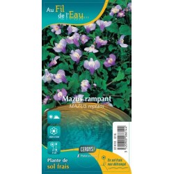 MAZUS reptans G9 AU FIL DE...