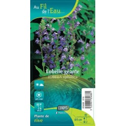 LOBELIA siphilitica G9 AU...