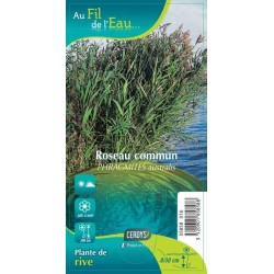 PHRAGMITES australis G9