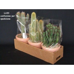Cactee longue h20