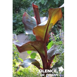 Musa Ensete Maurelii C6L