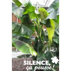 Musa Sikkimensis Red Tiger C6L