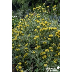 Phlomis Fruticosa Tfe-C4.5L