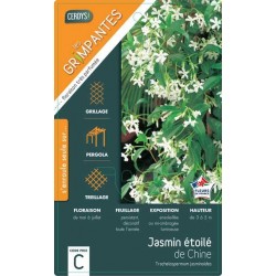 TRACHELOSPERMUM jasminoides...