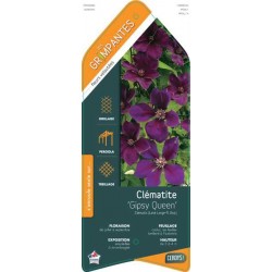 CLEMATIS 'Gipsy Queen'...