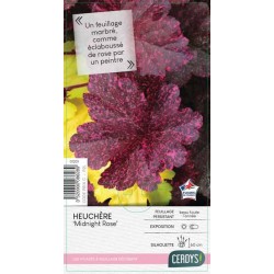 HEUCHERA 'Midnight Rose'...