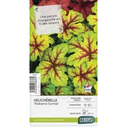 HEUCHERELLA 'Alabama...