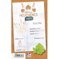 HEUCHERA 'Electra' C1L...