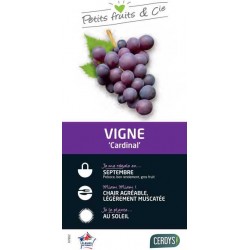 VIGNE 'Cardinal' TUT 80/100...