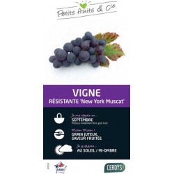 VIGNE 'New York Muscat' TUT...