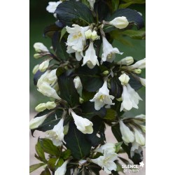 Weigela Ebony&Ivory® Tgb-C4.5L