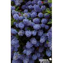 Ceanothus Concha C4.5L