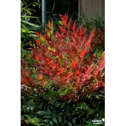 Nandina Domestica Obsessed®...