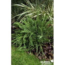 Juniperus Sabina...