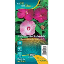 HIBISCUS moscheutos...