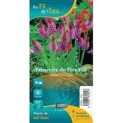 PRIMULA Vialii G9 AU FIL DE...