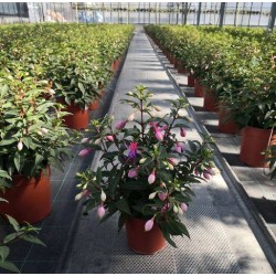 Fuchsia tfe-p14