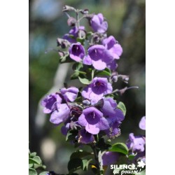 Prostanthera Rotundifolia...