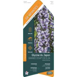 WISTERIA floribunda Grande...