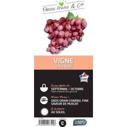 VIGNE 'Italia Ruby' TUT C1.5L