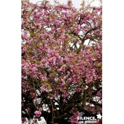 Prunus Kiku Shidare Zakura...
